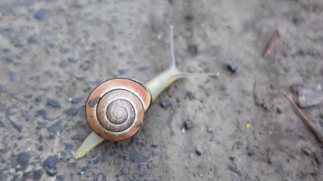 Nature Wildlife Snail shell Crawling closeup video after rain