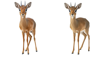 A full body shot of a dik-dik antelope with large eyes and delicate frame, isolated on a white background
