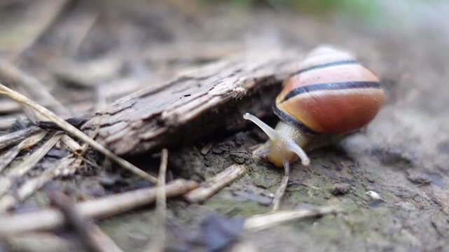 Nature Wildlife Snail shell Crawling closeup video after rain
