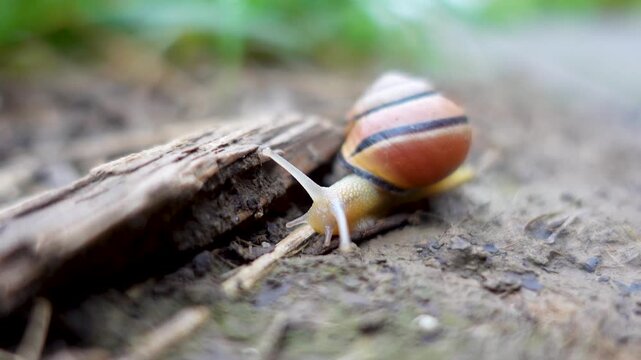 Nature Wildlife Snail shell Crawling closeup video after rain
