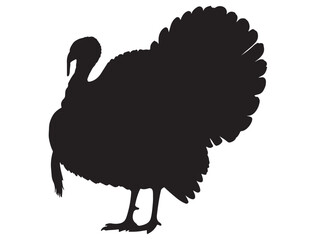 TURKEY BIRD SILHOUETTE