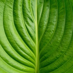 Close-up of a vibrant green leaf