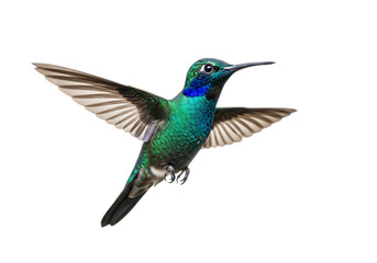 Fototapeta premium Emerald hummingbird in flight isolated on transparent background