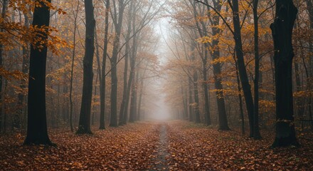 Autumn forest path covered in fallen leaves with trees shrouded in mist