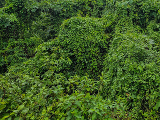 green moss background