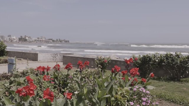 a long shot of the pier and colorful red flowers on the waterfront of the popular seaside town of huachaco, peru