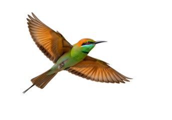 Green bee eater bird in flight isolated on transparent background
