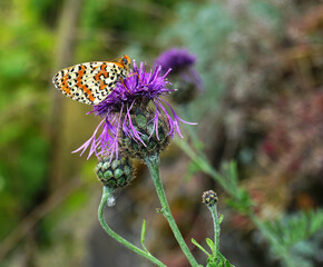 Scheckenfalter; Melitaeini; fritillary