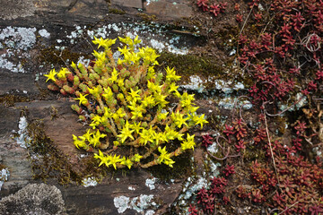 Scharfer Mauerpfeffer; Sedum acre; biting stonecrop
