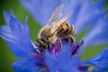 A Bee is Actively Pollinating a Beautiful and Vibrant Blue Flower in Natures Splendor