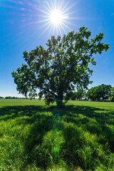 Stunning Tree Silhouette Beautifully Captured Under Bright Sunlight in a Green Field