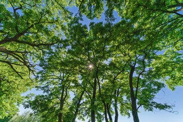 A Lush Canopy Composed of Vibrant Green Leaves Set Against a Bright and Clear Blue Sky