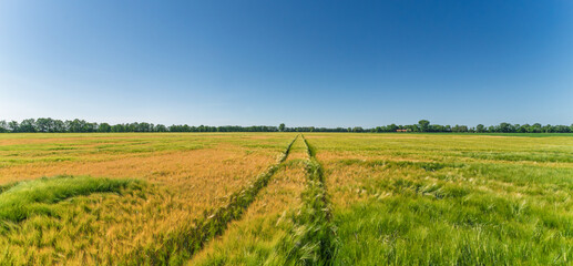 Vast expanses of lush green fields spread out beautifully beneath a clear blue sky