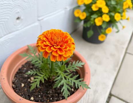 Close-up of vibrant orange marigold flower in a terracotta pot with a blurred background of yellow flowers.