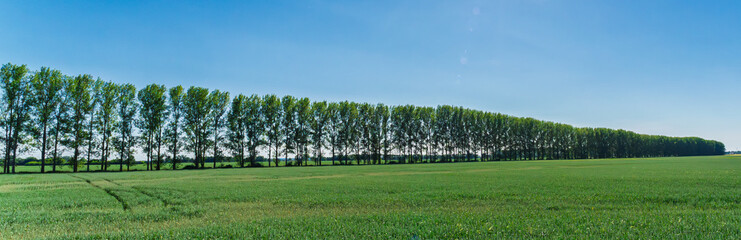 A Lush and Picturesque Green Landscape Showcasing a Tree Line Under a Clear Blue Sky