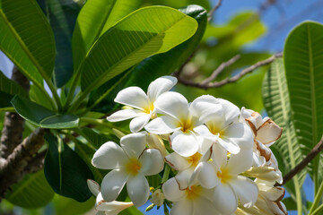 White Frangipani flower Plumeria alba with green leaves