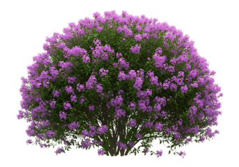 Round purple flowering bush isolated on transparent background
