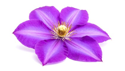 Close-up of a vibrant purple clematis flower