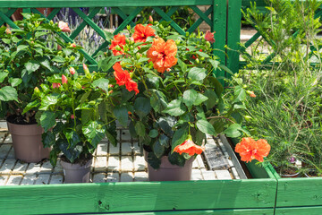 Hibiscus plants with red flowers in nursery display