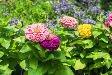  Zinnia flowers blooming in a colorful garden bed