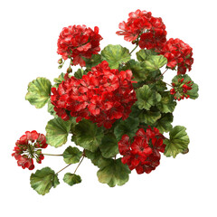 PNG of A vibrant cluster of red geranium flowers, showcasing lush green leaves, radiating beauty and freshness.