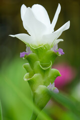 close up of a white flower