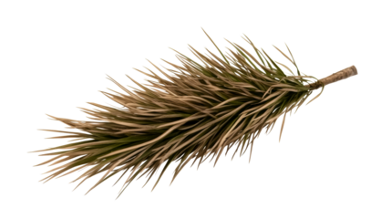 Natural dry grass stem with elongated leaves on transparent background