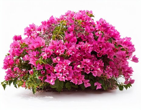 pink bougainvillea bush isolated on white background