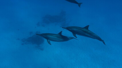 Dolphins. Spinner dolphin. Stenella longirostris is a small dolphin that lives in tropical coastal...