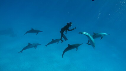 Dolphins. Spinner dolphin. Stenella longirostris is a small dolphin that lives in tropical coastal...