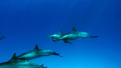 Dolphins. Spinner dolphin. Stenella longirostris is a small dolphin that lives in tropical coastal...
