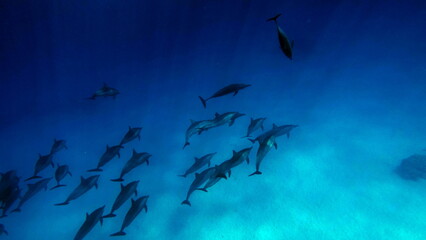 Dolphins. Spinner dolphin. Stenella longirostris is a small dolphin that lives in tropical coastal...