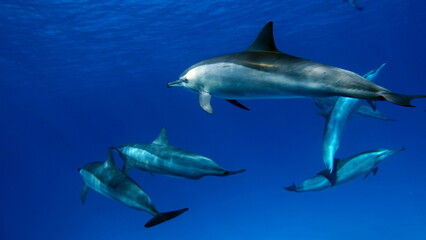 Dolphins. Spinner dolphin. Stenella longirostris is a small dolphin that lives in tropical coastal...