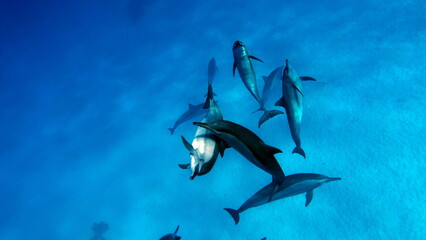 Dolphins. Spinner dolphin. Stenella longirostris is a small dolphin that lives in tropical coastal waters around the world. 

