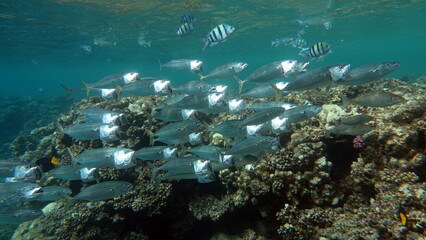 Fototapeta premium Colorful tropical fish on a coral reef, amazingly beautiful fairy world. In the coral gardens of the Red Sea.