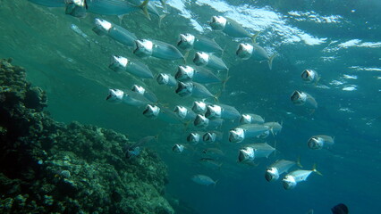 Colorful tropical fish on a coral reef, amazingly beautiful fairy world. In the coral gardens of the Red Sea.
