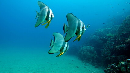 Long fin Longfin Batfish Platax family Ephippidae - grows up to 70 cm It feeds on algae and small...