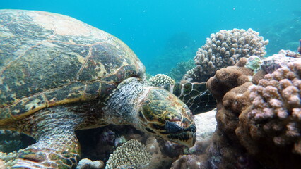 Fototapeta premium Hawksbill sea turtle (CR species) Hawksbill Turtle - Eretmochelys imbricata. Sea turtles . Great Reef Turtle .Bissa. 