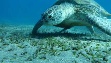 Big Green turtle , Green turtles are the largest of all sea turtles. A typical adult is 3 to 4 feet long and weighs between 300 and 350 pounds.

