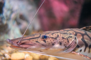 Fish in the water close up
