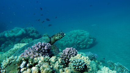 Hawksbill sea turtle (CR species) Hawksbill Turtle - Eretmochelys imbricata.