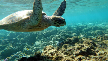 Hawksbill sea turtle (CR species) Hawksbill Turtle - Eretmochelys imbricata.