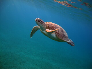 Big Green turtle , Green turtles are the largest of all sea turtles. A typical adult is 3 to 4 feet long and weighs between 300 and 350 pounds.
