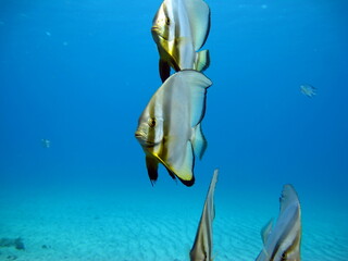Long fin Longfin Batfish Platax family Ephippidae - grows up to 70 cm It feeds on algae and small...