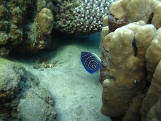 Colorful tropical fish on a coral reef, amazingly beautiful fairy world. In the coral gardens of the Red Sea.
