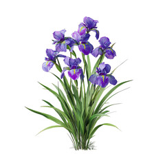 PNG of Vibrant purple irises beautifully arranged with lush green leaves, showcasing nature's elegance. © Sam