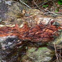 color of dead wood in forest Nature reserve Wisla in Poland