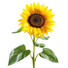 Obraz premium Vibrant sunflower with large, bright yellow petals and a dark brown central disc, set against a plain black background. Green leaves add depth