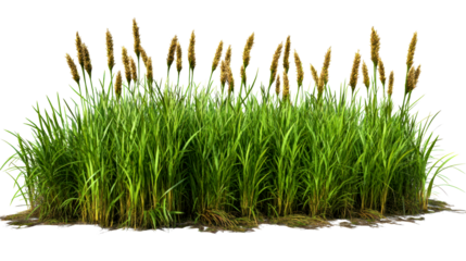 Lush green grass with golden reeds growing in natural habitat