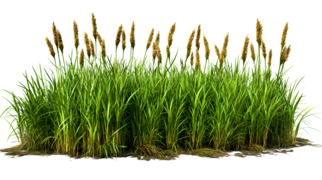 Lush green grass with golden reeds growing in natural habitat - Powered by Adobe